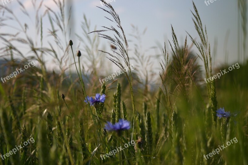 Cornflowers Cornfield Getreideanbau Wheat Meadow