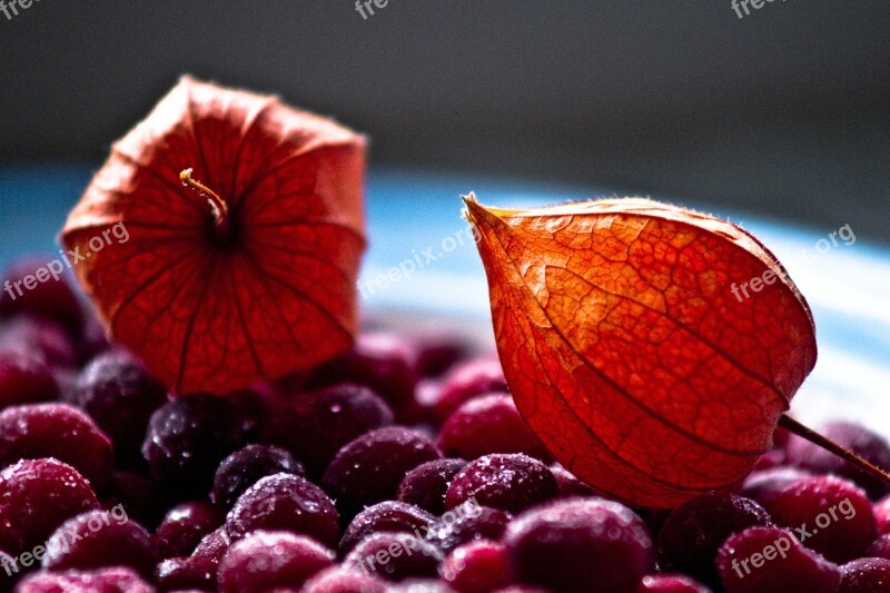 Winter Cranberry Tomatillo Composition Still Life