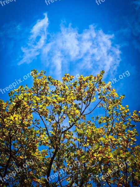 Autumn Tree Golden Autumn Tree In The Fall Mood