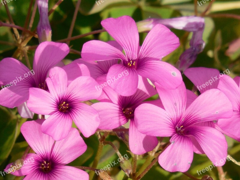 Oxalis Shamrock Plant Green Leaf