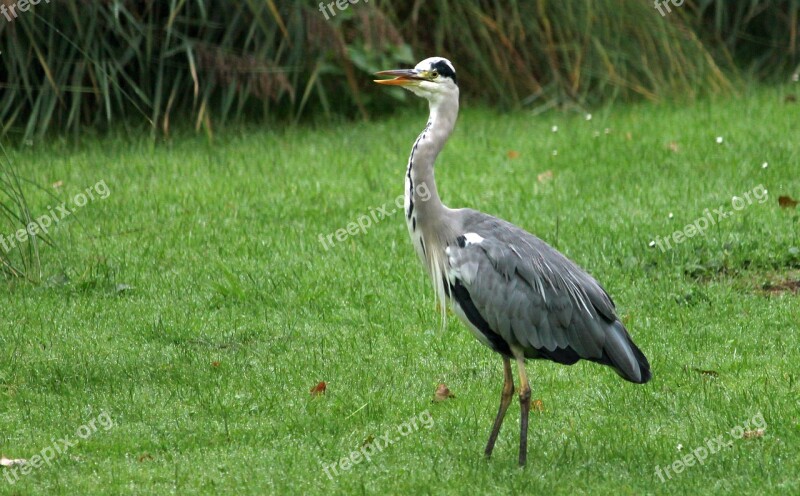 Heron Grey Heron Eastern Bill Intervention