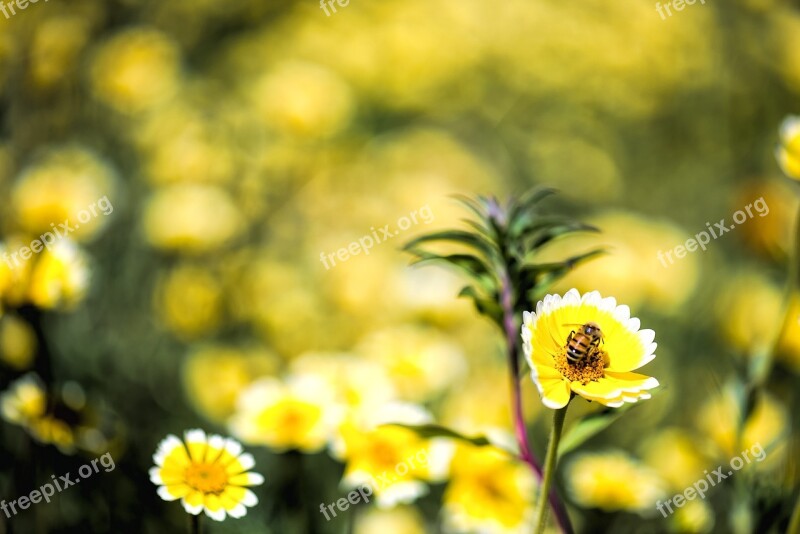 Spring Nature Flowers Floral Garden