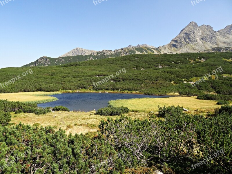 Mountains Forest Panorama View Landscape