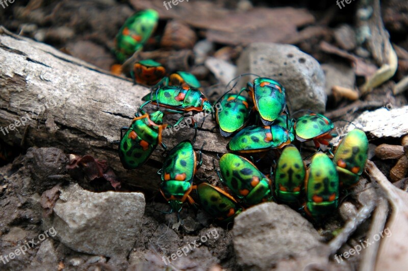 Beetles Christmas Beetles Insect Nature Free Photos