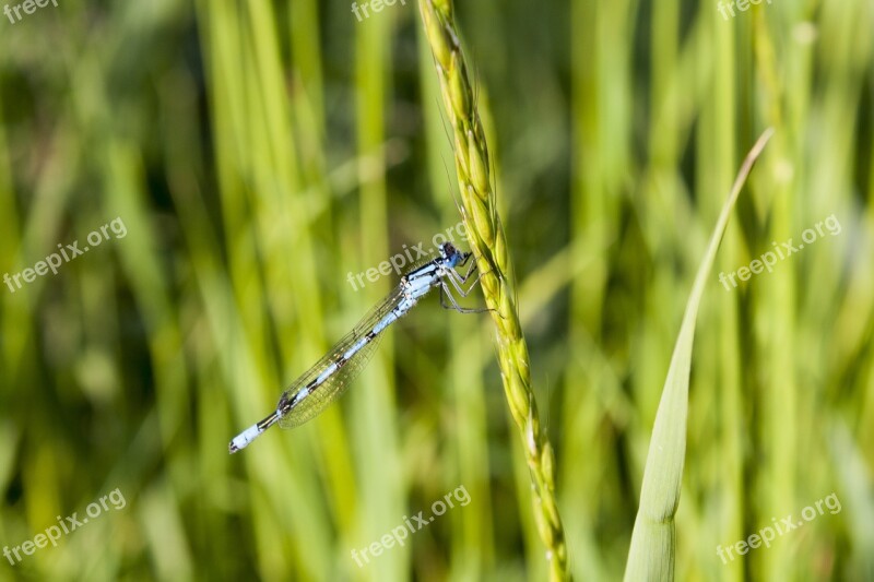 Dragonfly Nature Bug Macro Free Photos