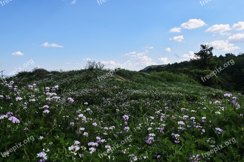 Field Grass Flowers Nature Grass Field