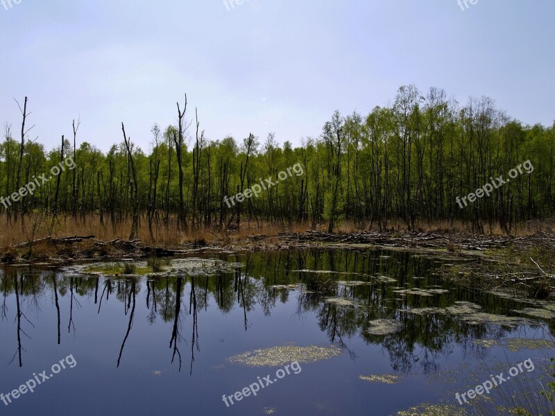 Swamp Birch Nature Reserve Moor Moorland