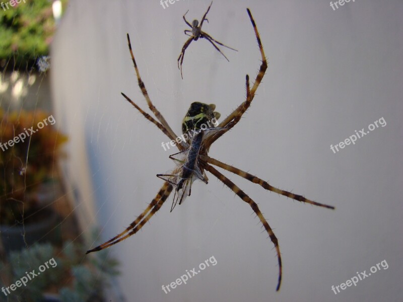 Spider Arachnid Web Nature Insect