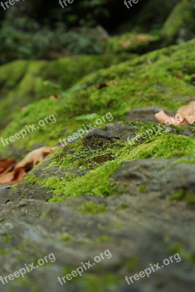 Moss Stone Nature Green Close Up