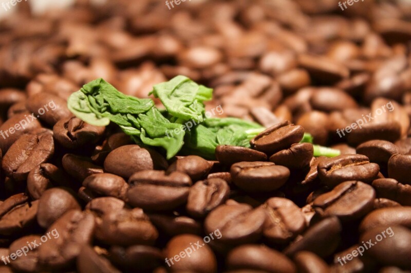 Basil Coffee Eat Food Free Photos