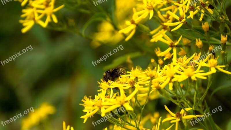 Bee Pollen Insect Plant Flower