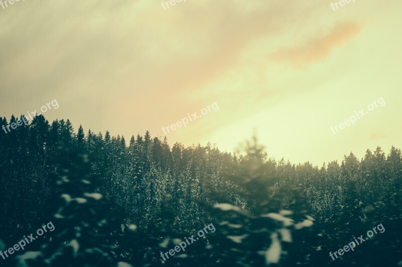 Evergreen Tree Dusk Landscape Winter