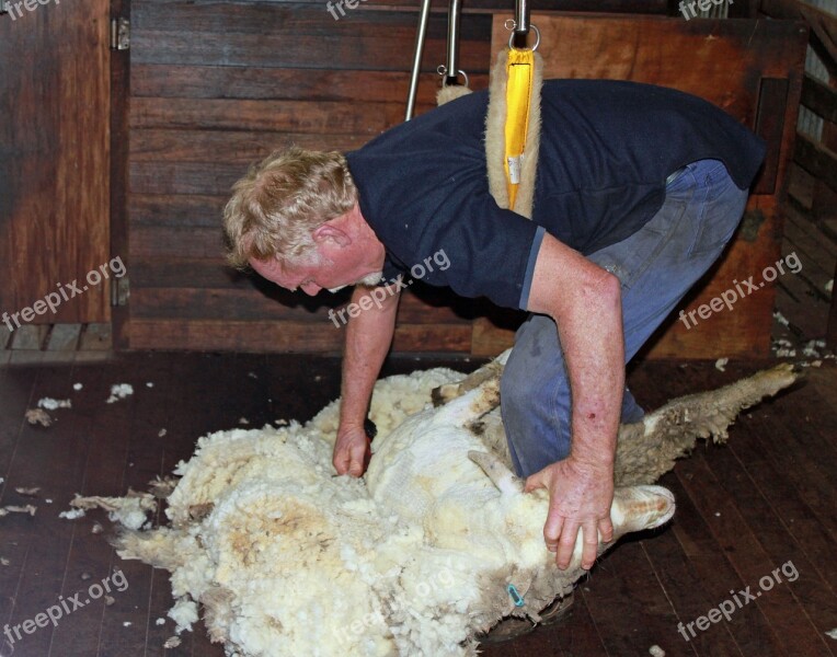 Sheep Shearing Sheep Wool Shear Agriculture