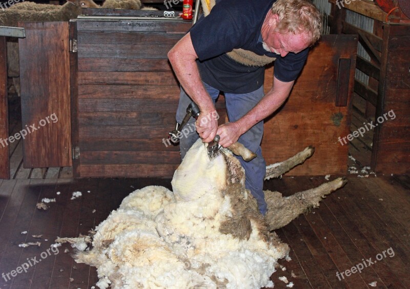 Sheep Shearing Sheep Wool Shear Agriculture