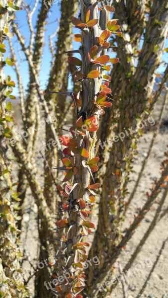 Thorns Desert Nature Plant Arid