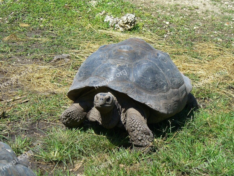 Galapagos Tortoise Giant Tortoise Wildlife Reptile