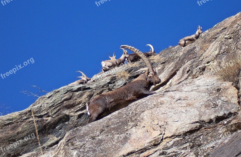 Ibex Men Females Rock Climbing Free Photos