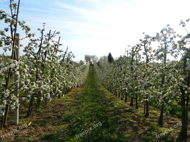 Flowers The Path Spring Apple Trees Tree