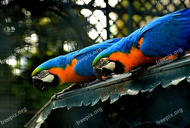 Birds Tropical Birds Nature Arara Free Photos