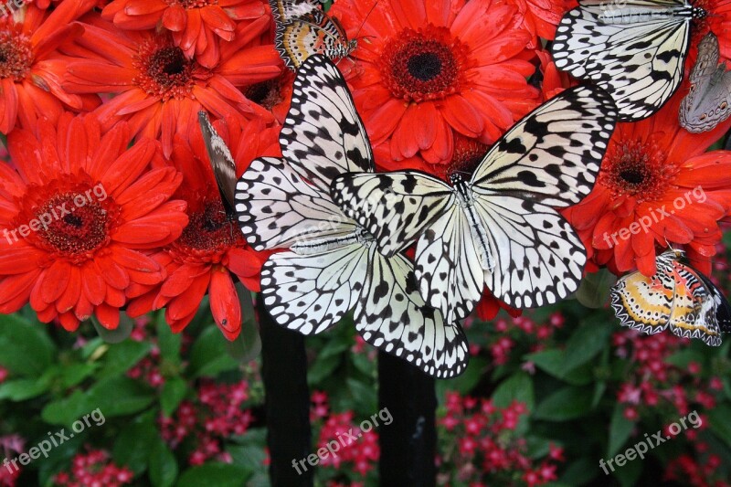 Singapore Airport Botanical Garden Butterfly Free Photos