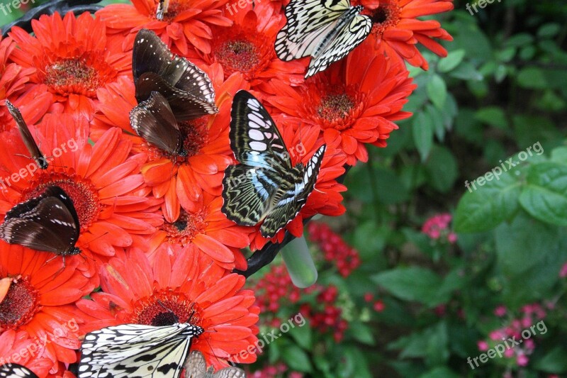 Singapore Airport Botanical Garden Butterfly Free Photos