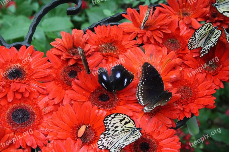 Singapore Airport Botanical Garden Butterfly Free Photos