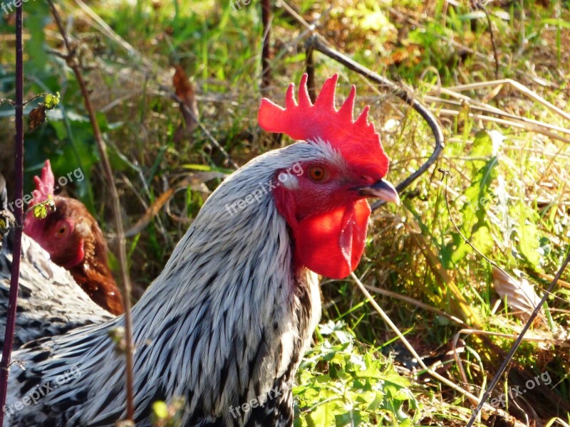 Cock Comb The Mane Bird Beak