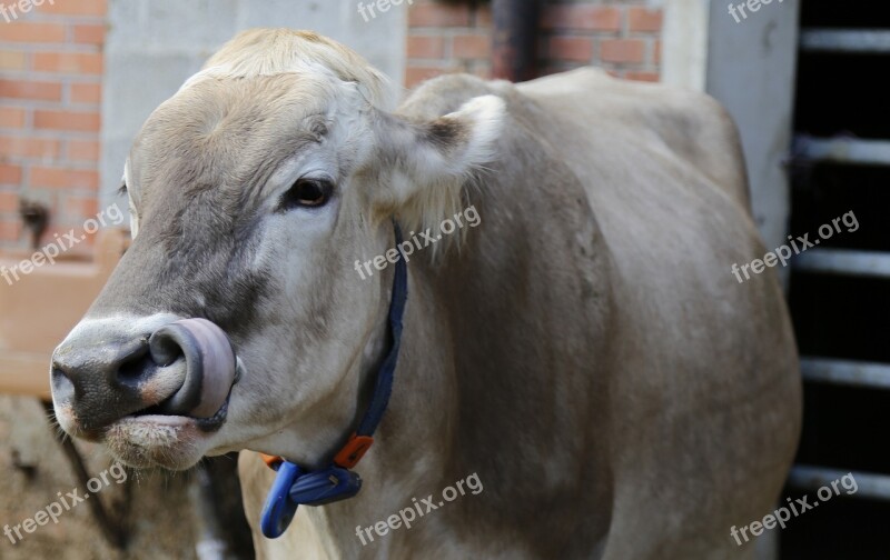 Cow Beef Brown Swiss Livestock Milk Cow