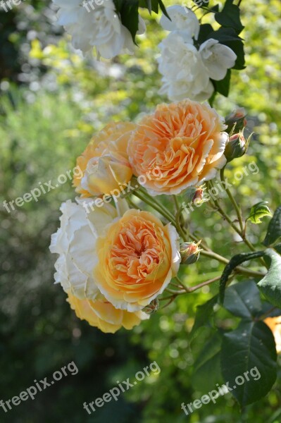 Pink Garden Summer Rosebush Flower