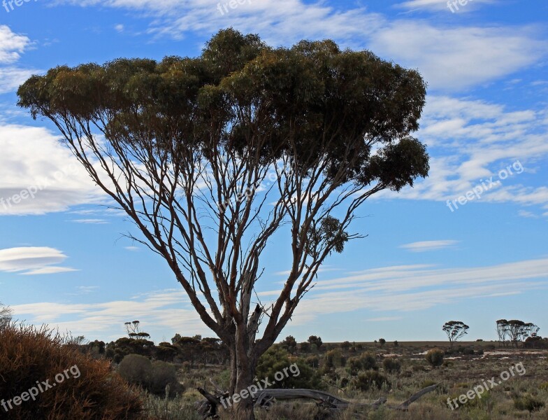 Tree Outback Australia Mood Evening