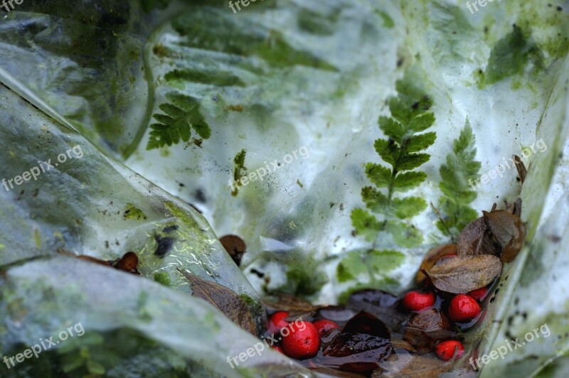 Leaves Red Berries Dead Leaves Winter Plastic