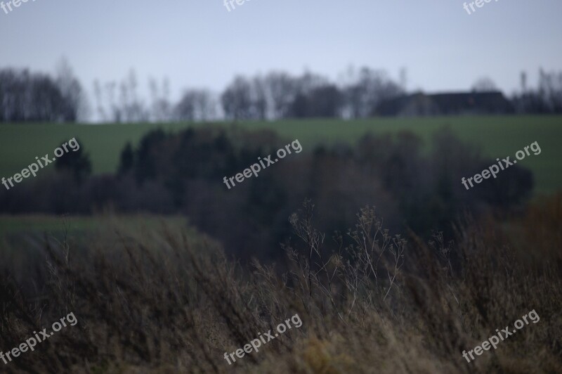 Mugwort Landscape Denmark Natural View