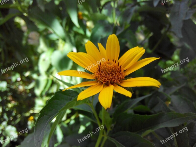 Flower Yellow Greens A Yellow Flower Macro