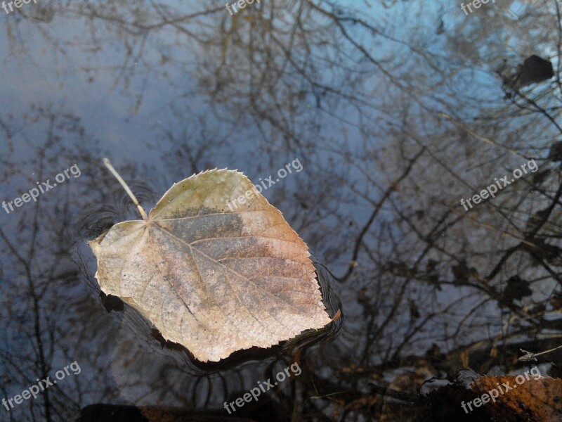 Sheet River Autumn Water Autumn Day