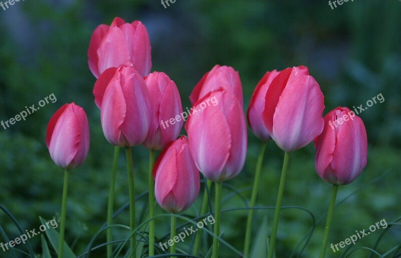 Tulips Pride Pink Spring Together