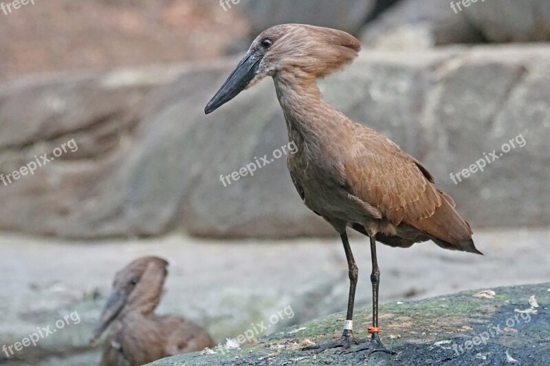 Hammerhead Bird Animals Eastern Shadow Bird