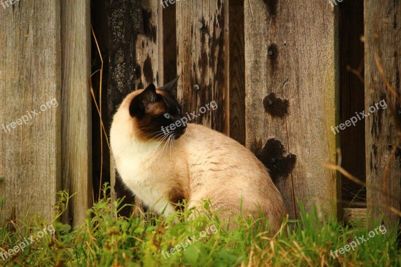 Cat Siamese Cat Wooden Wall Breed Cat Mieze