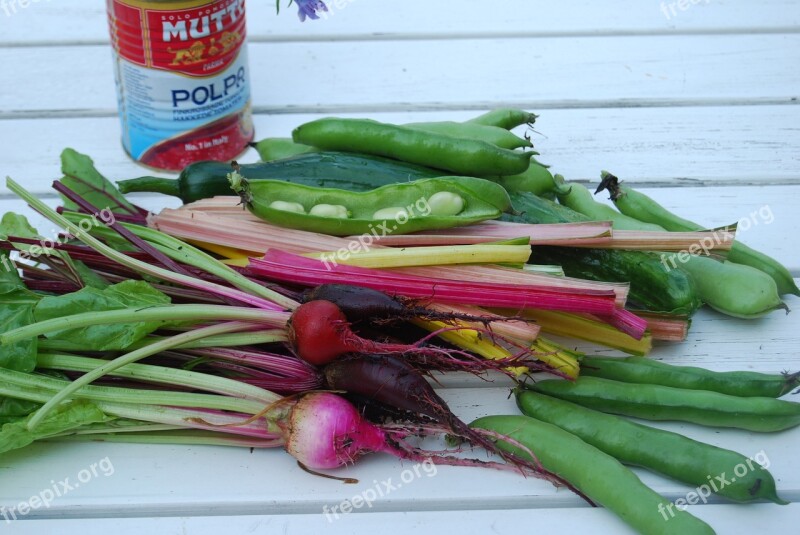 Cultivation Beans Garden Summer Free Photos