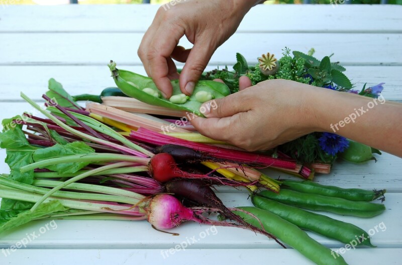 Hands Vegetables Cultivation Summer Free Photos