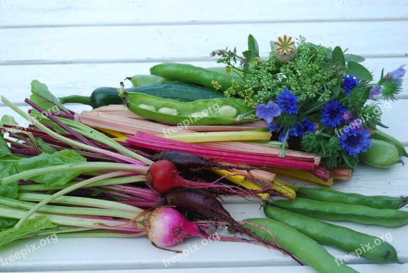 Cornflower Cultivation Garden Harvest Summer