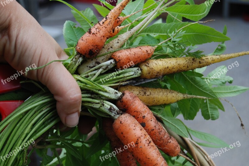 Harvest Carrot Hand Summer Grow