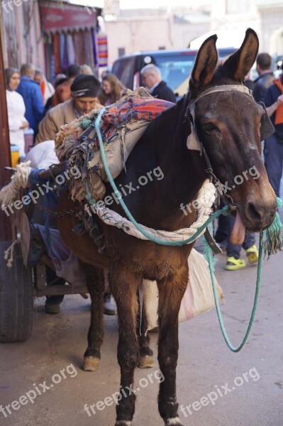 Casablanca Donkey Morocco Free Photos