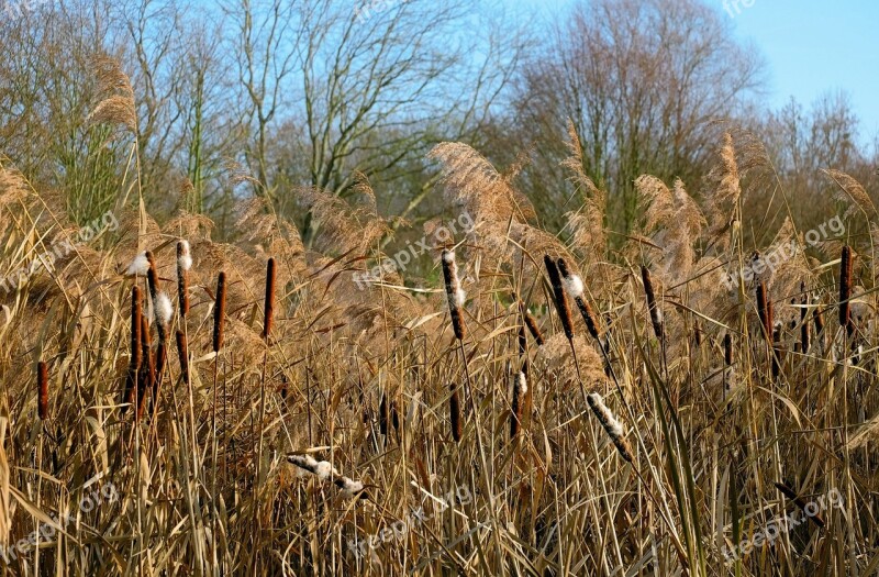 Cattail Reed Plant Nature Kanonenputzer