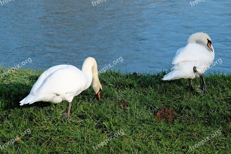 Swans Pride Bank Rhine Animal World