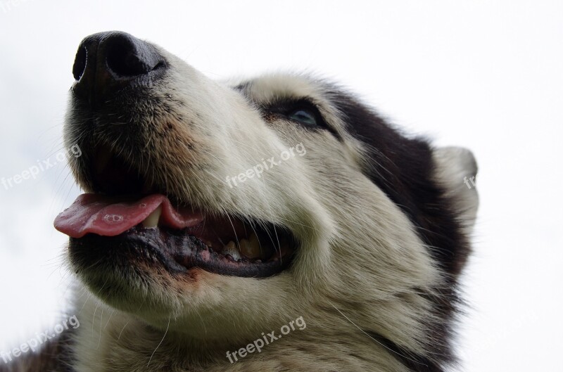 Husky Sled Dogs Adamczak Free Photos