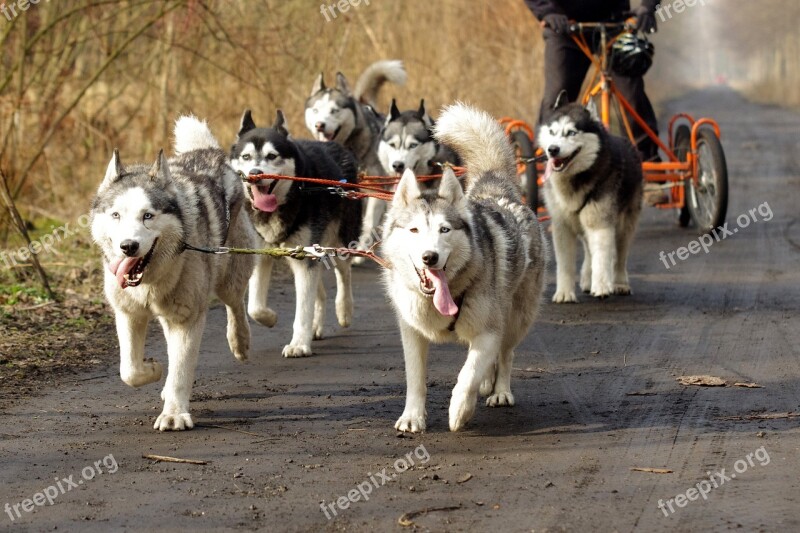 Husky Sled Dogs Adamczak Free Photos