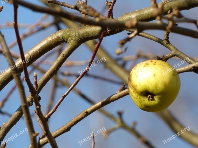 Autumn Apple Apples Fruit Branches