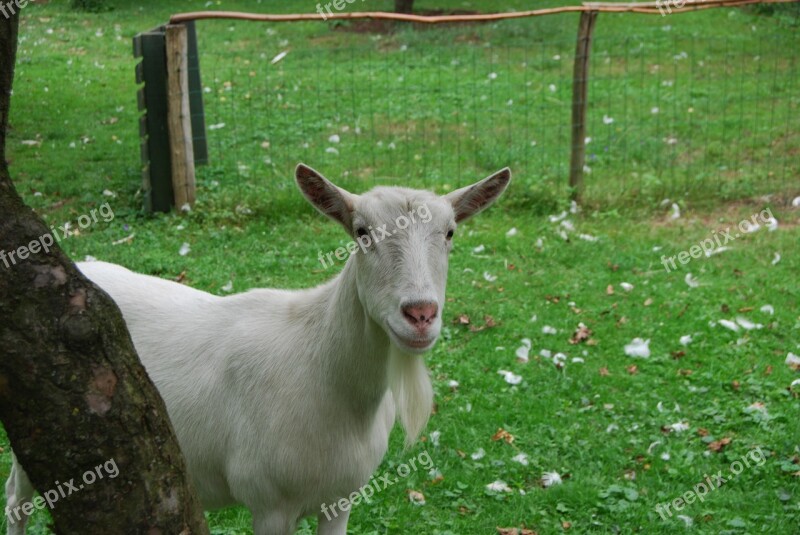 Goat Animal White Meadow Mammal