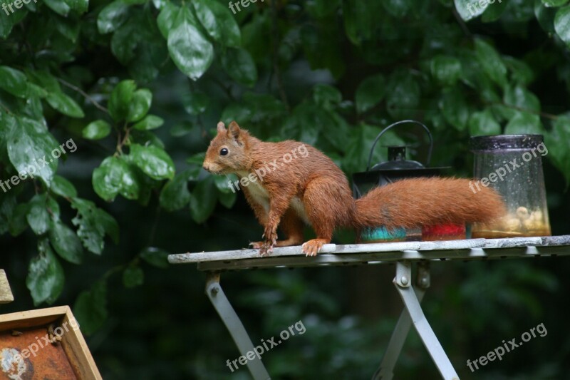 Squirrel Forest Nature Rodents Tree