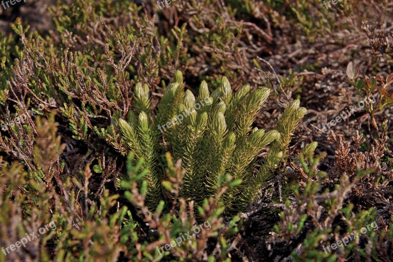 Fir Clubmoss Huperzia Selago Seechon Dublin Ireland